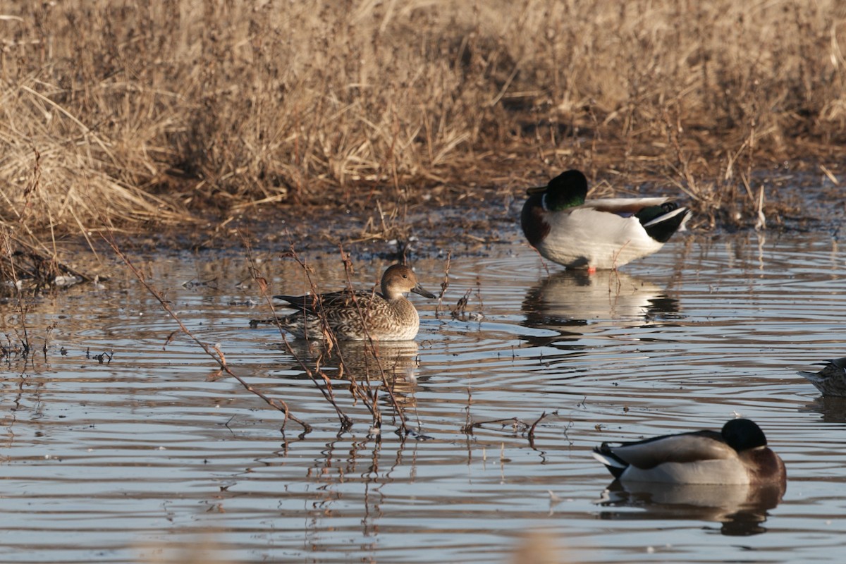 Northern Pintail - Andy Wilson