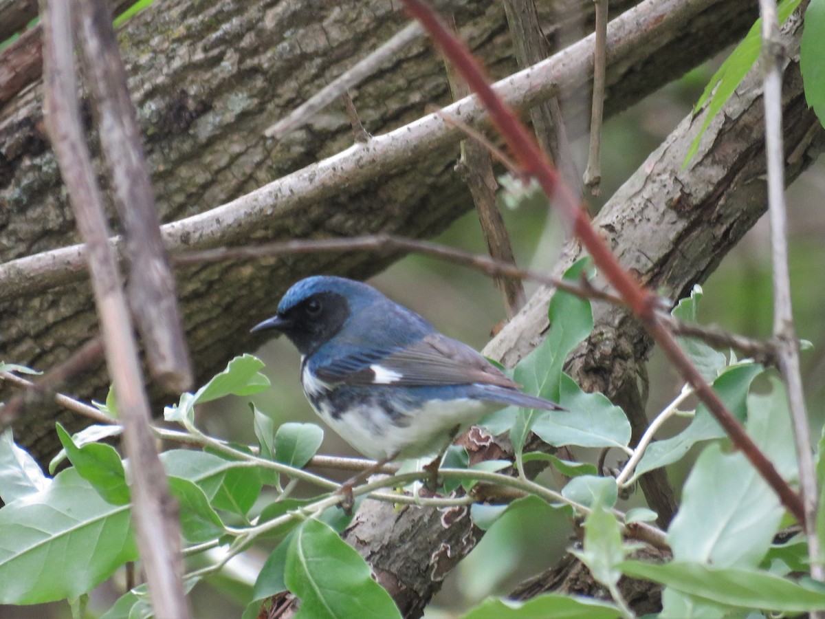 Black-throated Blue Warbler - JamEs ParRis