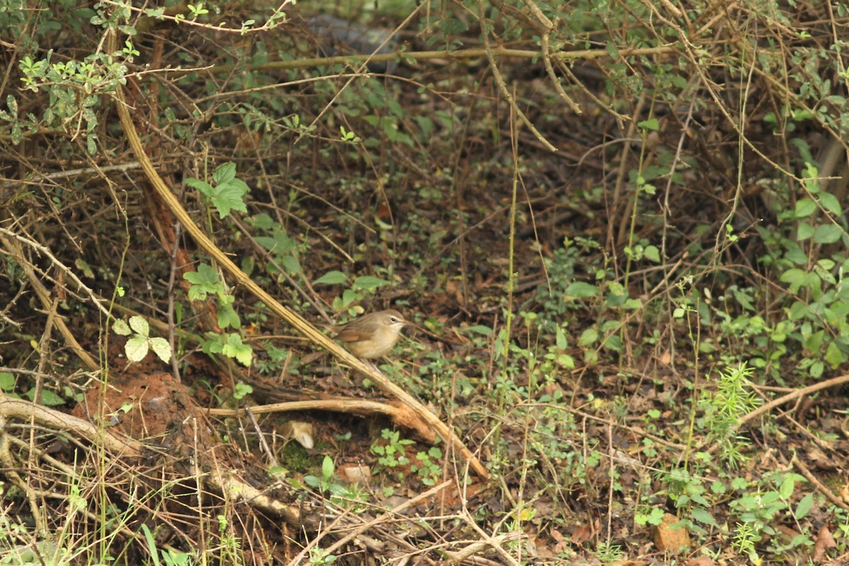 Manchurian Bush Warbler - clement Rollant