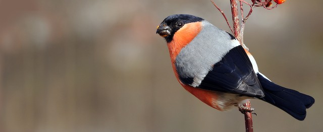 Eurasian Bullfinch (Eurasian)