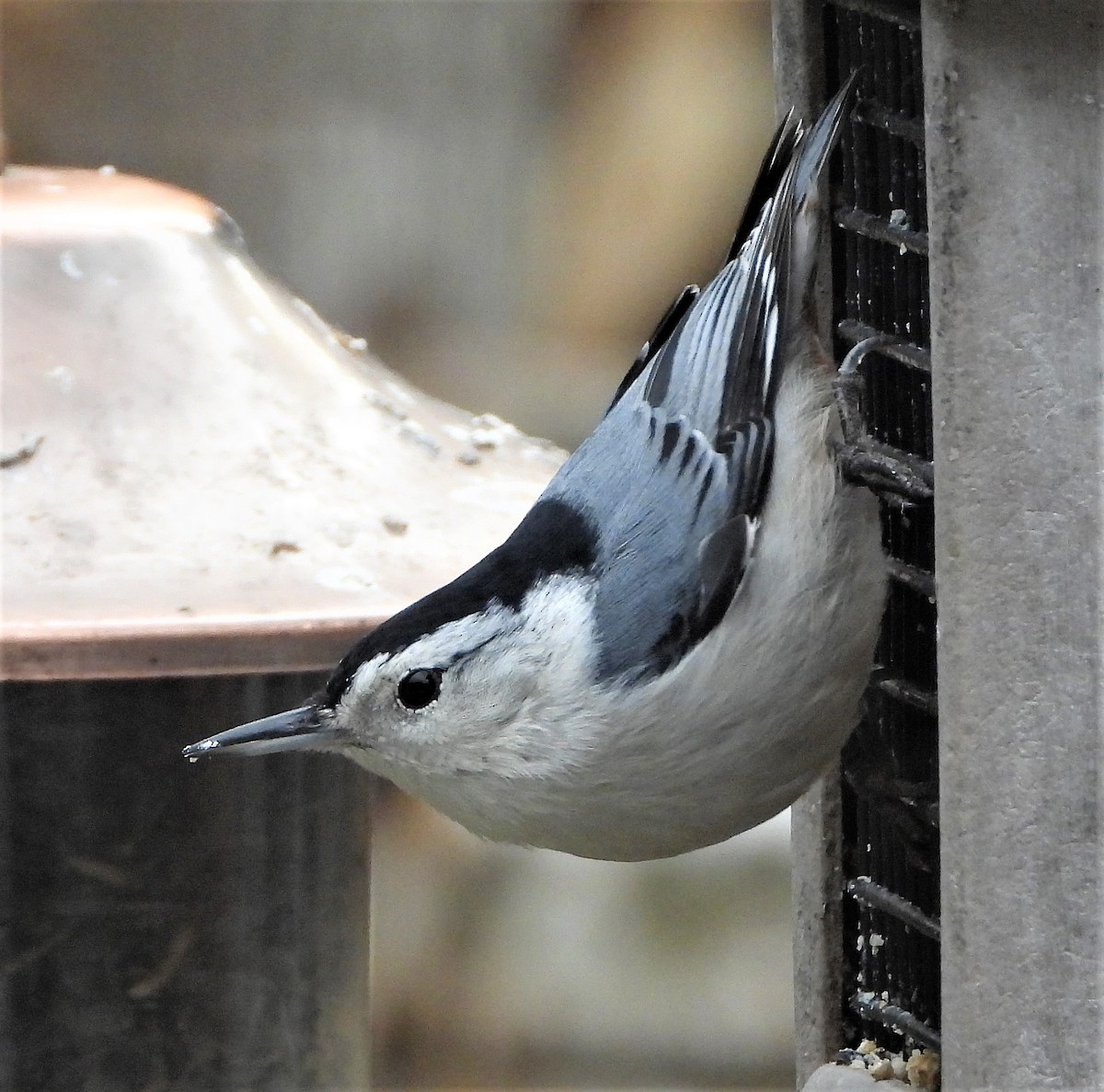 White-breasted Nuthatch - ML288263861