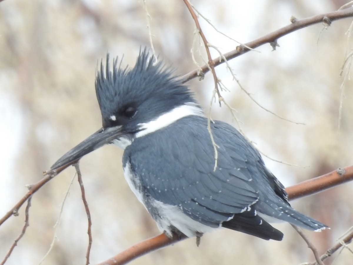 Belted Kingfisher - Quinn Diaz