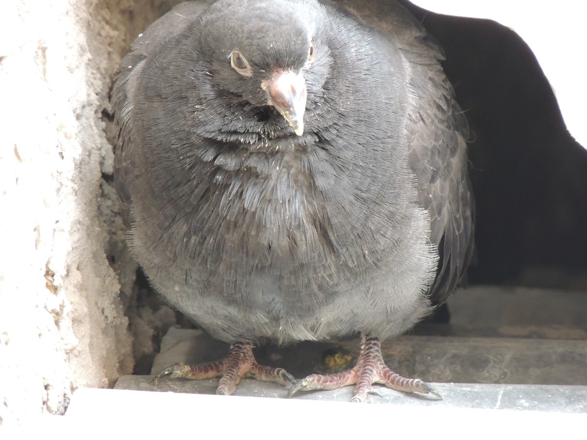 Rock Pigeon (Feral Pigeon) - ML288265321