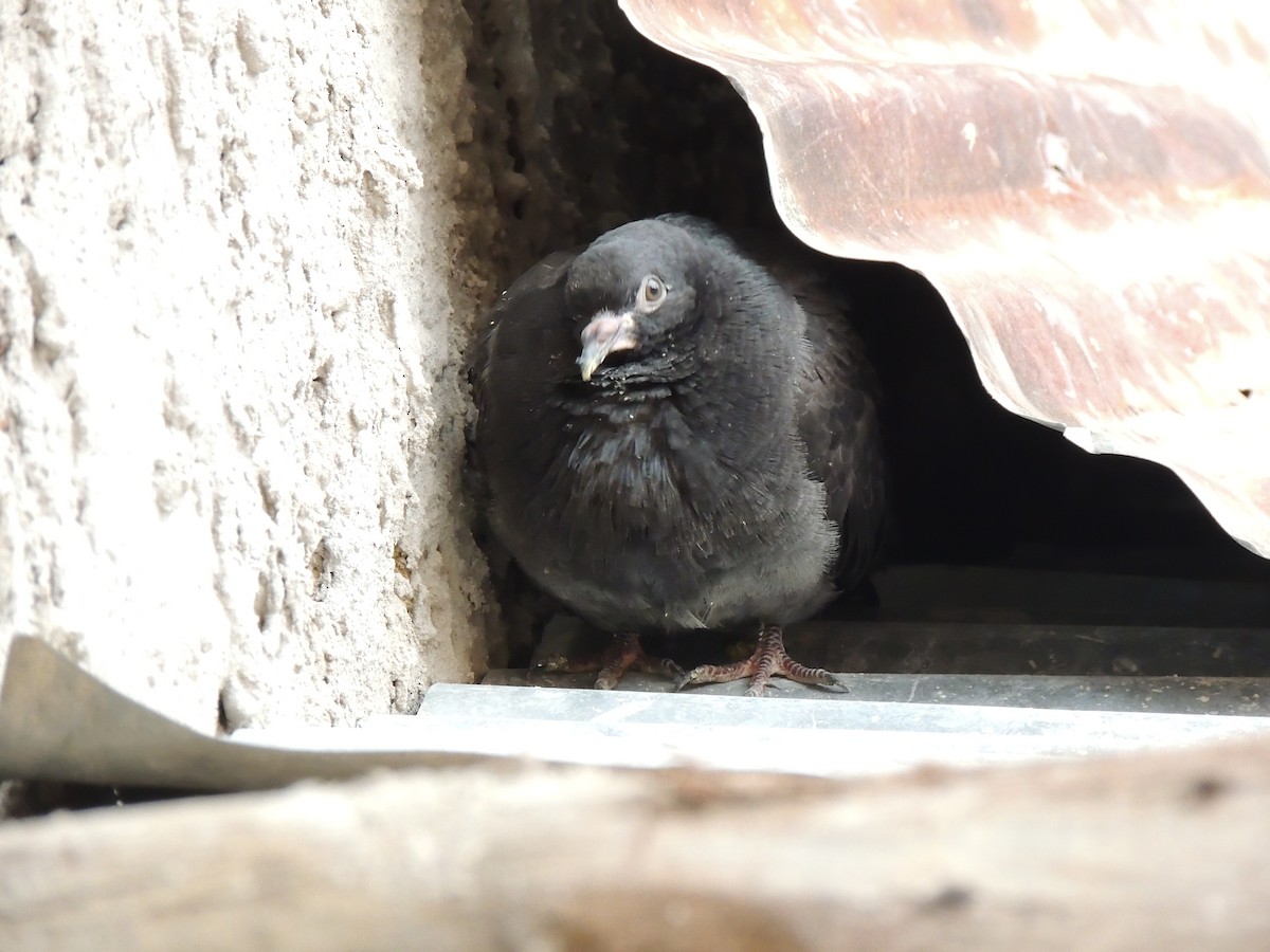 Rock Pigeon (Feral Pigeon) - ML288265331