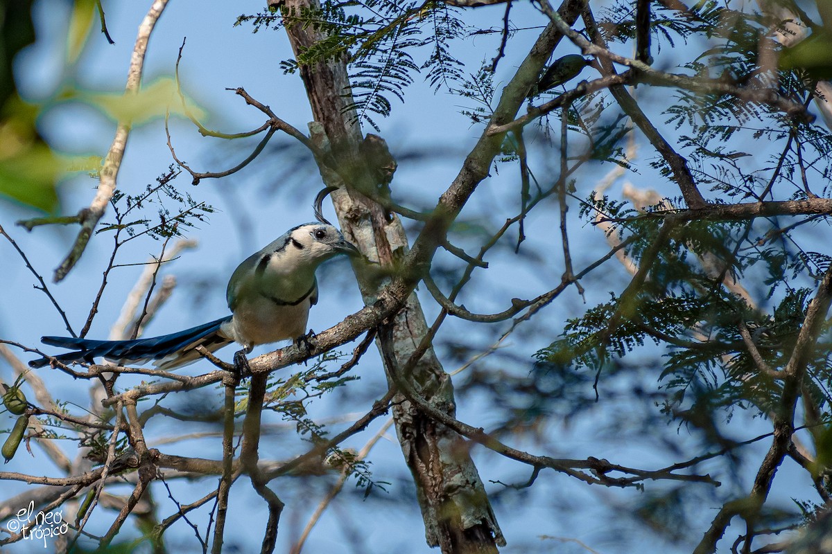 White-throated Magpie-Jay - ML288267201