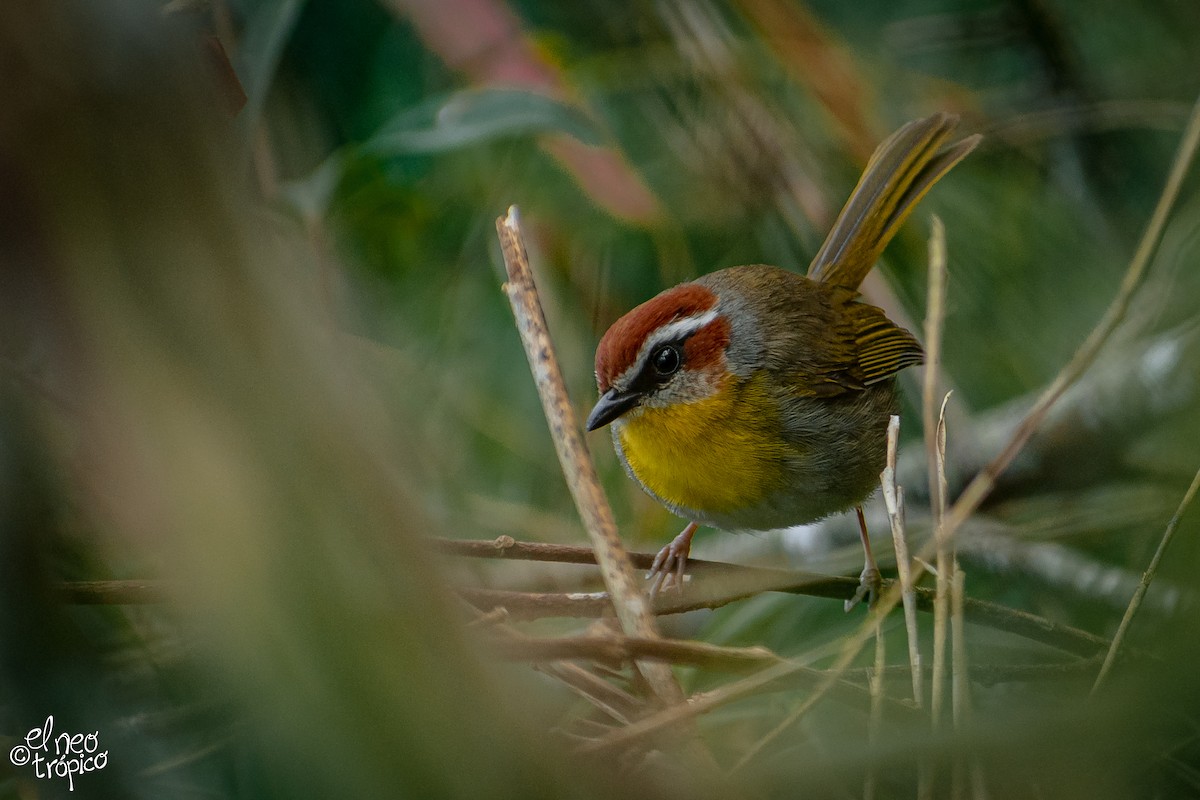 Rufous-capped Warbler - ML288267291