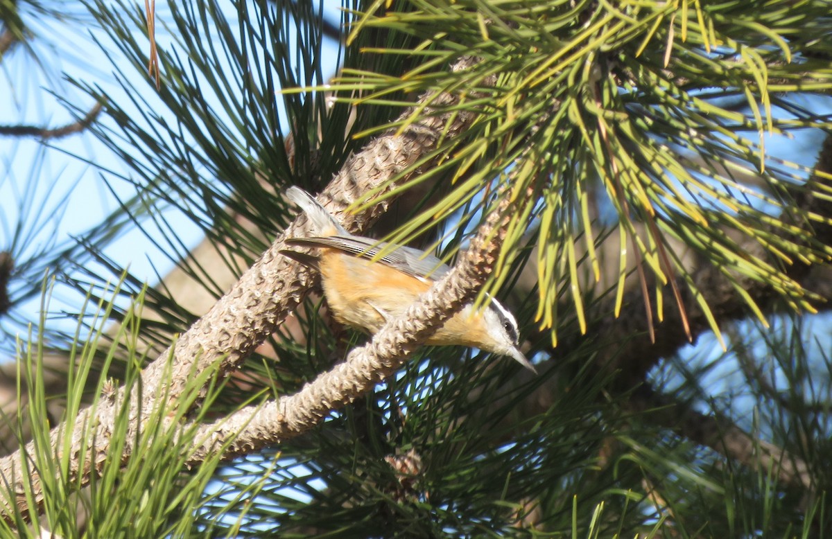 Red-breasted Nuthatch - ML288270431