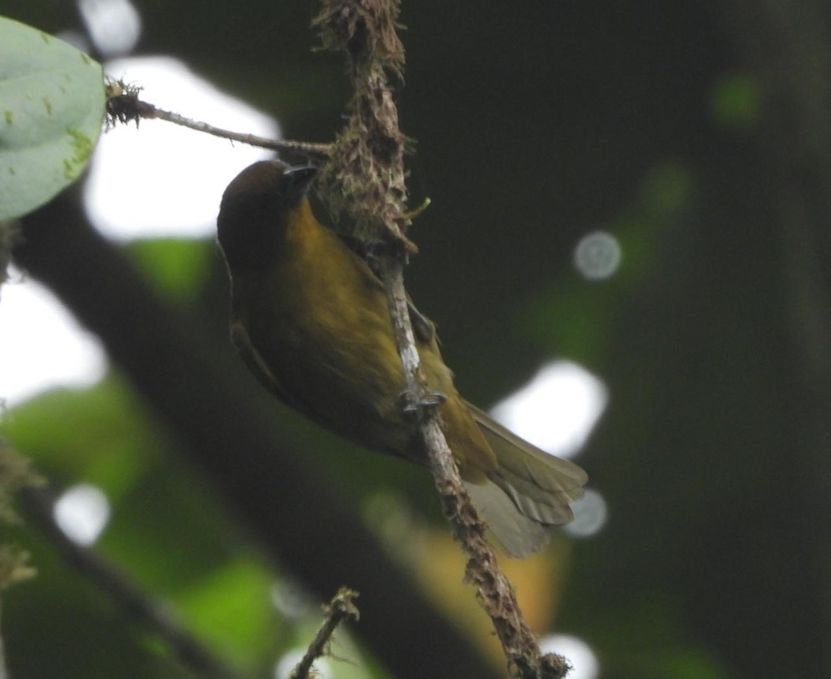 Yellow-green Tanager - ML288272621