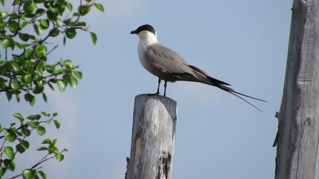 Long-tailed Jaeger - ML288275221
