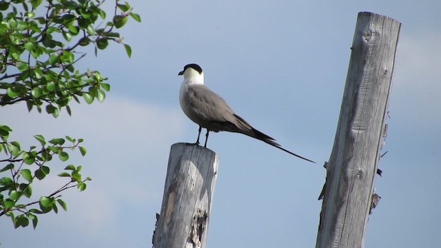 Long-tailed Jaeger - ML288275391