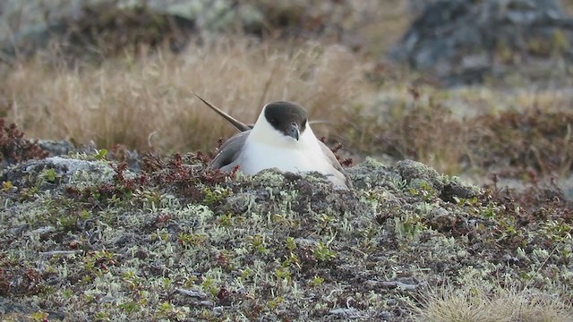 Long-tailed Jaeger - ML288277521