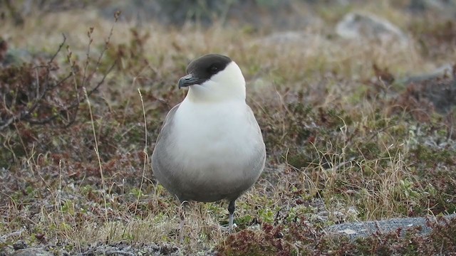 Long-tailed Jaeger - ML288277551