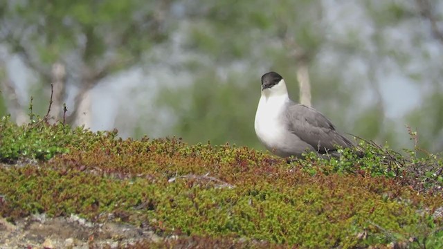 Long-tailed Jaeger - ML288279691