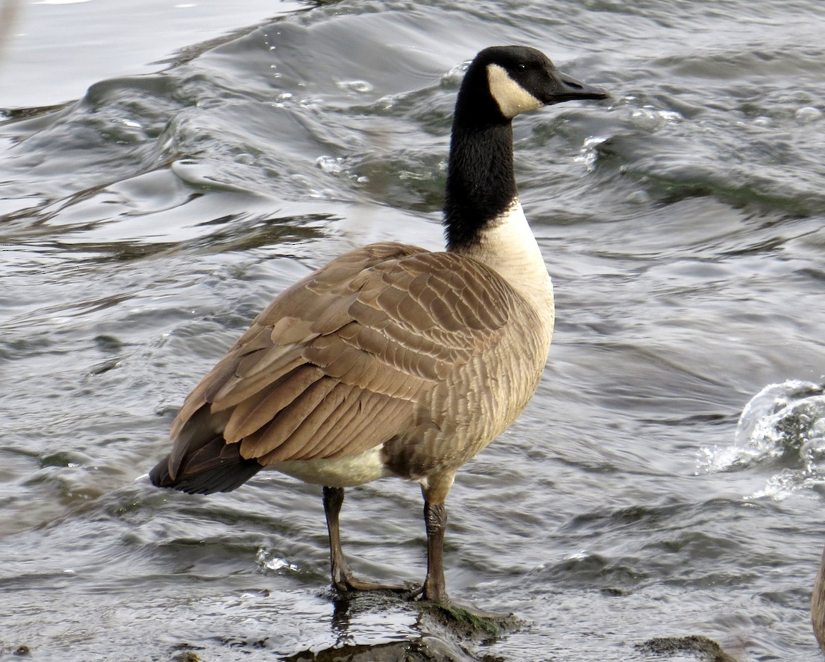Canada Goose - Pam Campbell