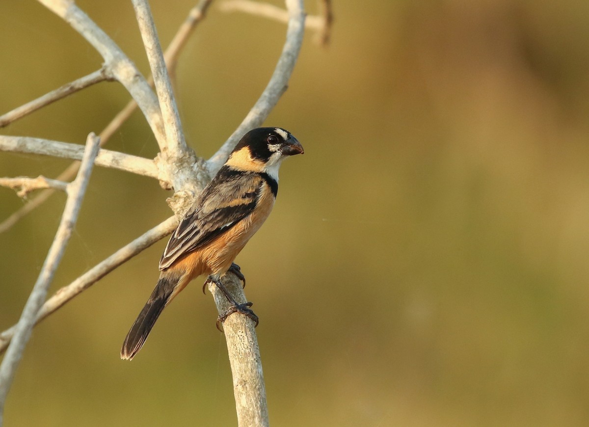 Rusty-collared Seedeater - ML288280751