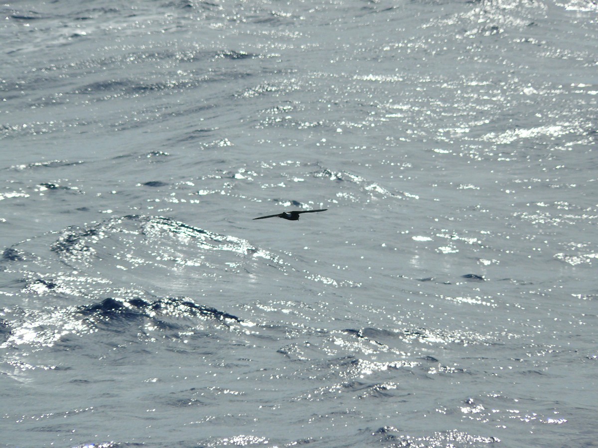 Buntfuß-Sturmschwalbe - ML28828101
