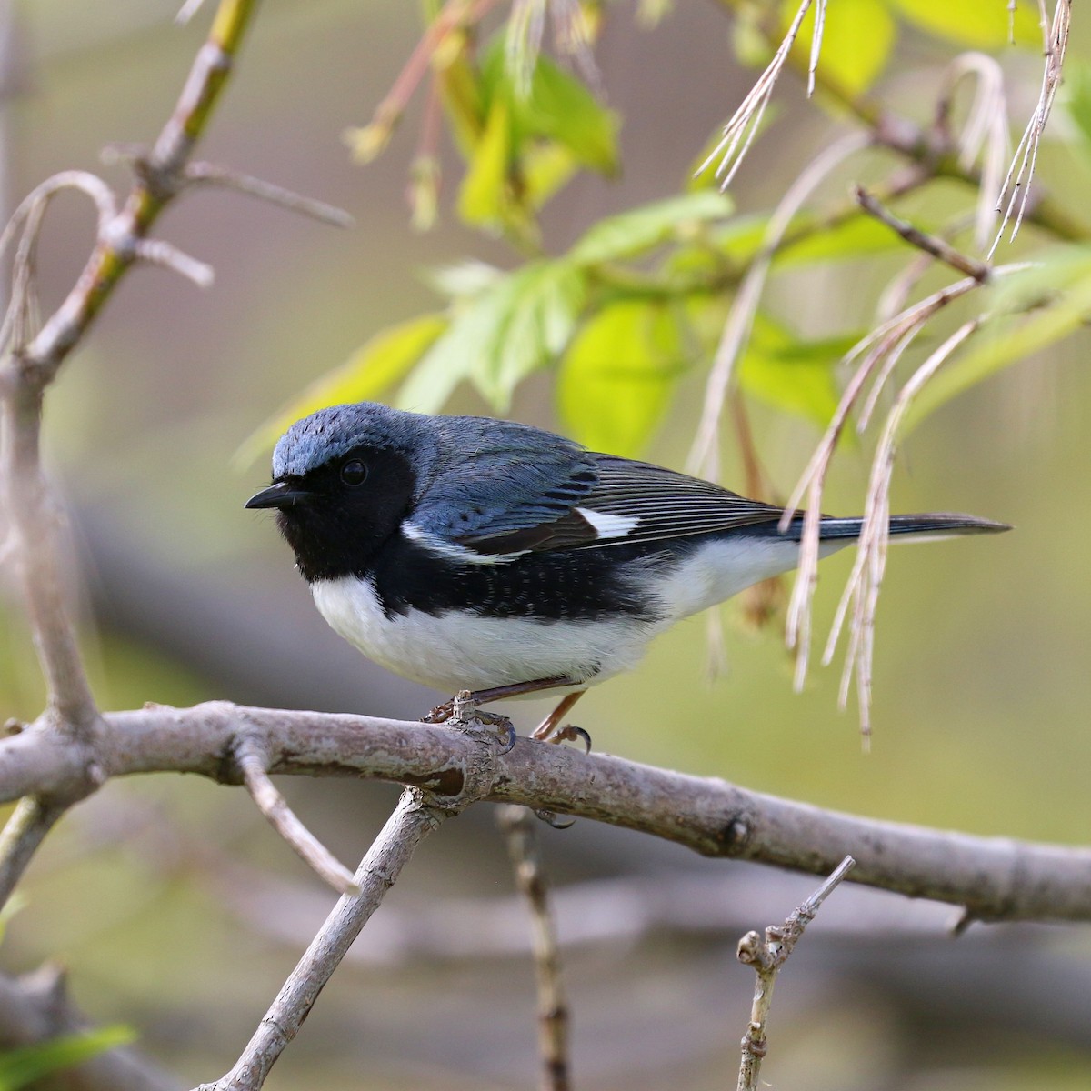 Black-throated Blue Warbler - ML28828981