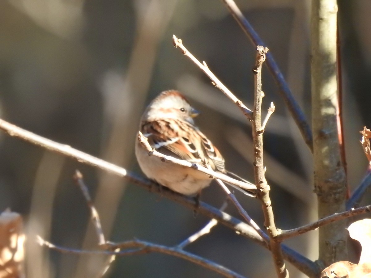 American Tree Sparrow - Laurie  Keefe