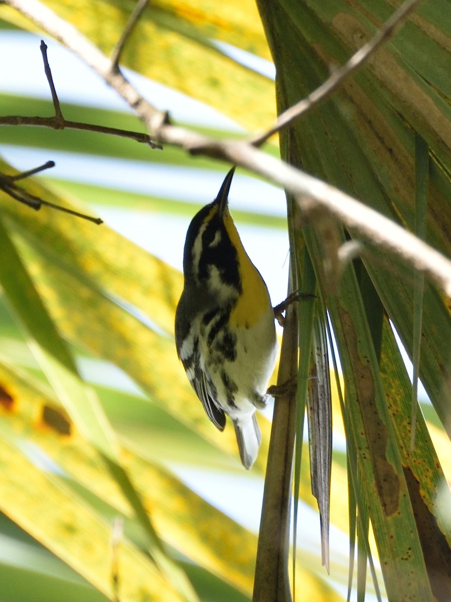 Yellow-throated Warbler - ML288291831