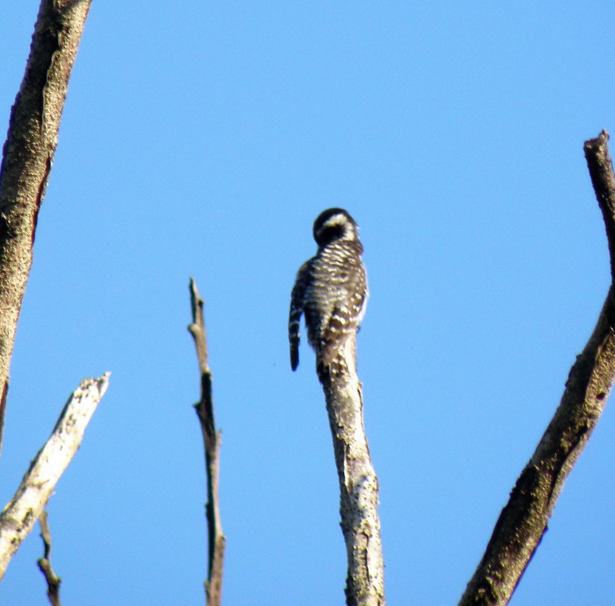 Gray-capped Pygmy Woodpecker - Carmelo de Dios