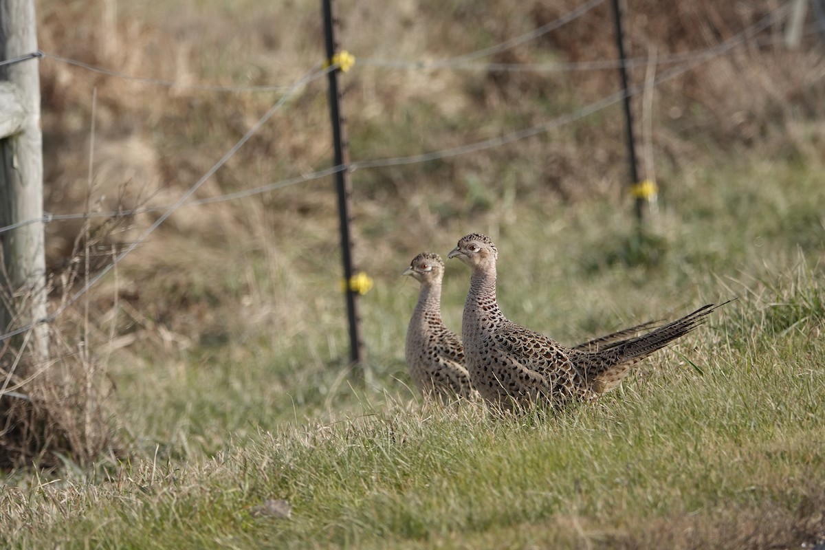 Ring-necked Pheasant - Linda Merry
