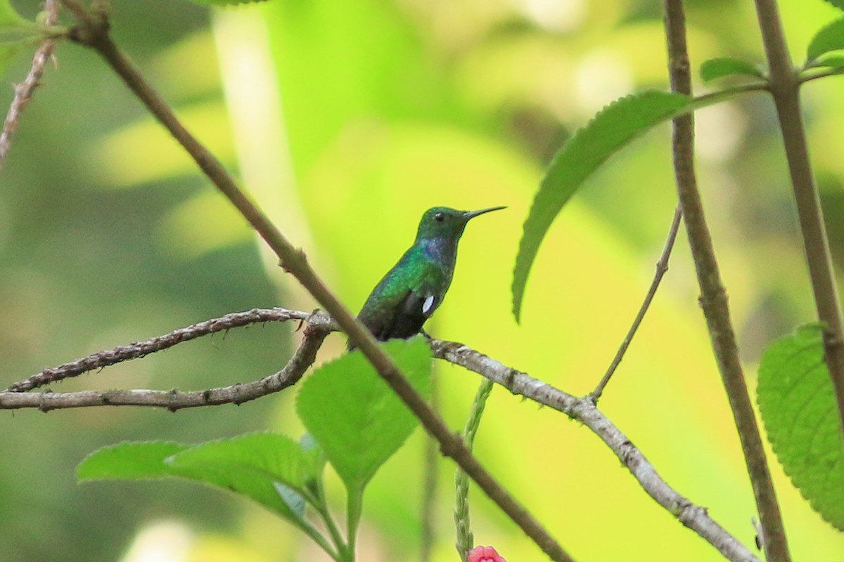 Blue-chested Hummingbird - David Garrigues