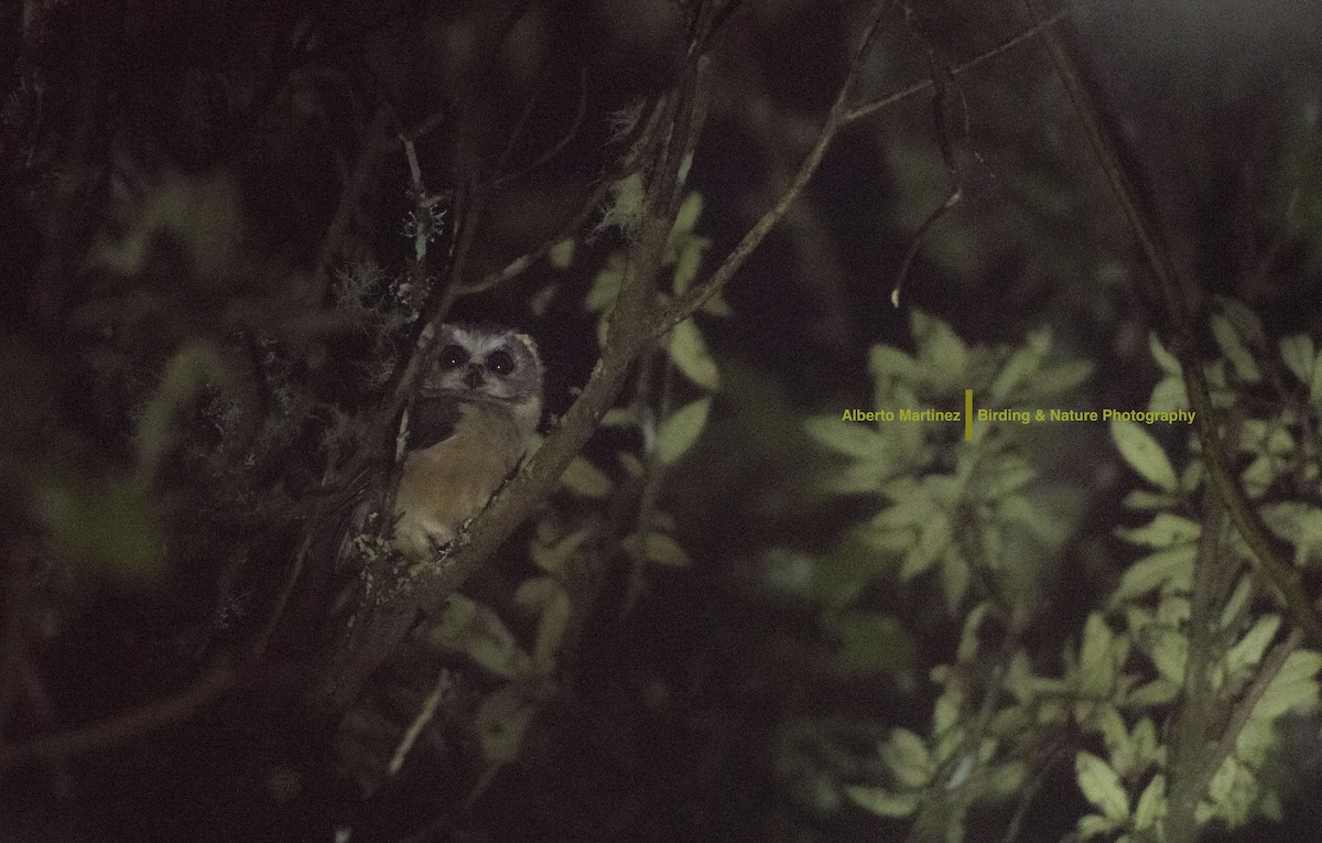 Unspotted Saw-whet Owl - ML28829891