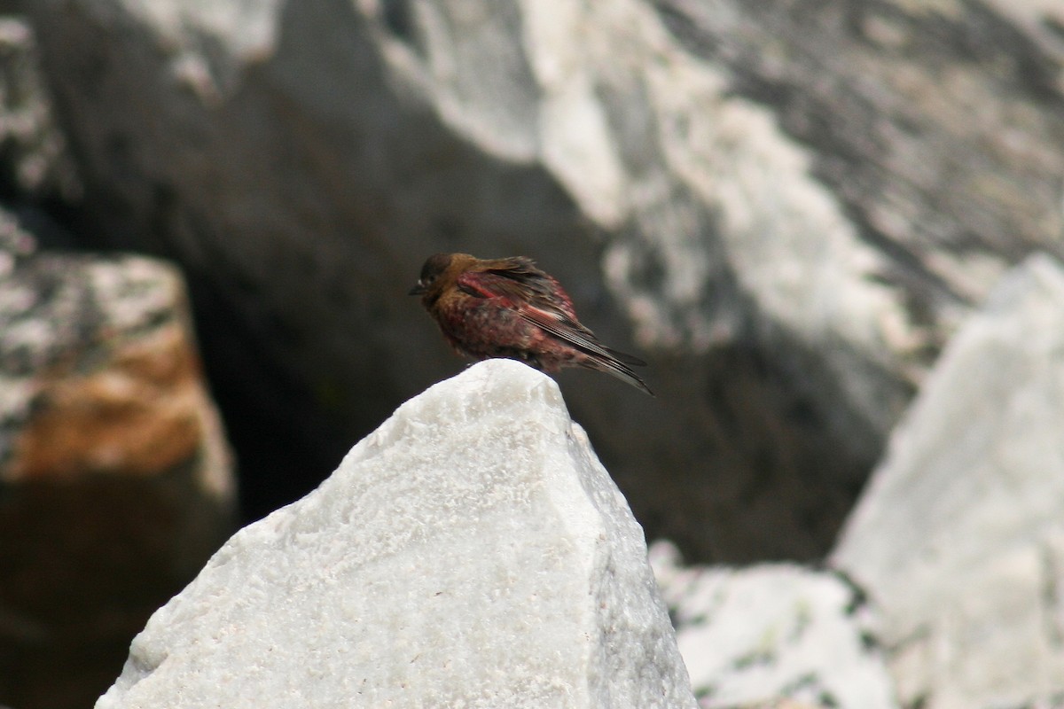 Brown-capped Rosy-Finch - ML288300321