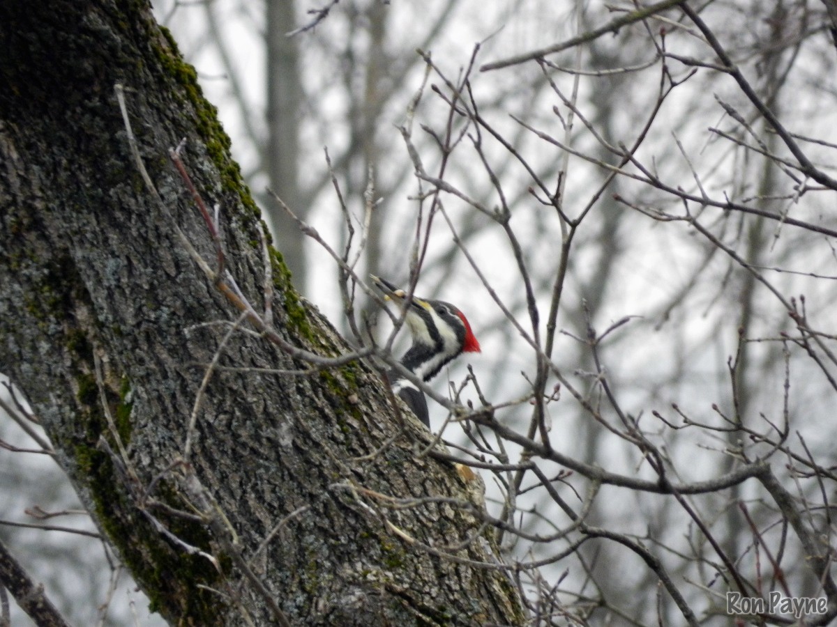 Pileated Woodpecker - Ron Payne