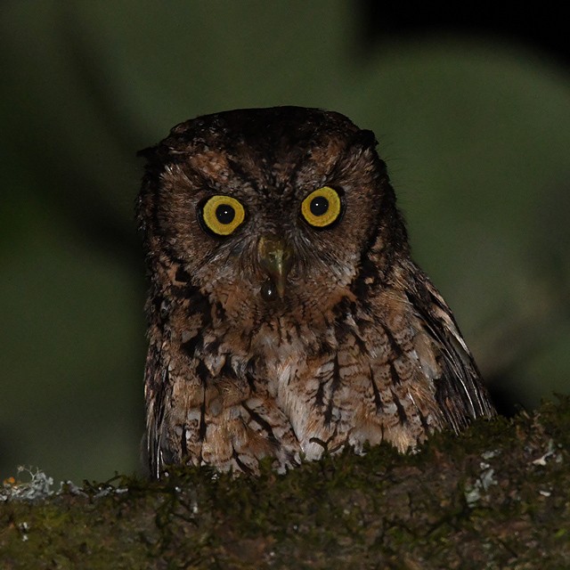 Montane Forest Screech-Owl - ML288300451