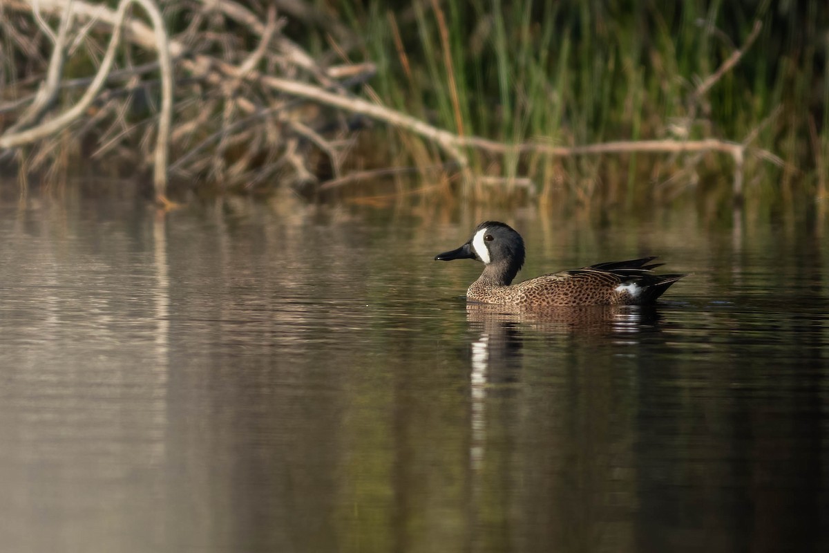 Blue-winged Teal - ML288315601
