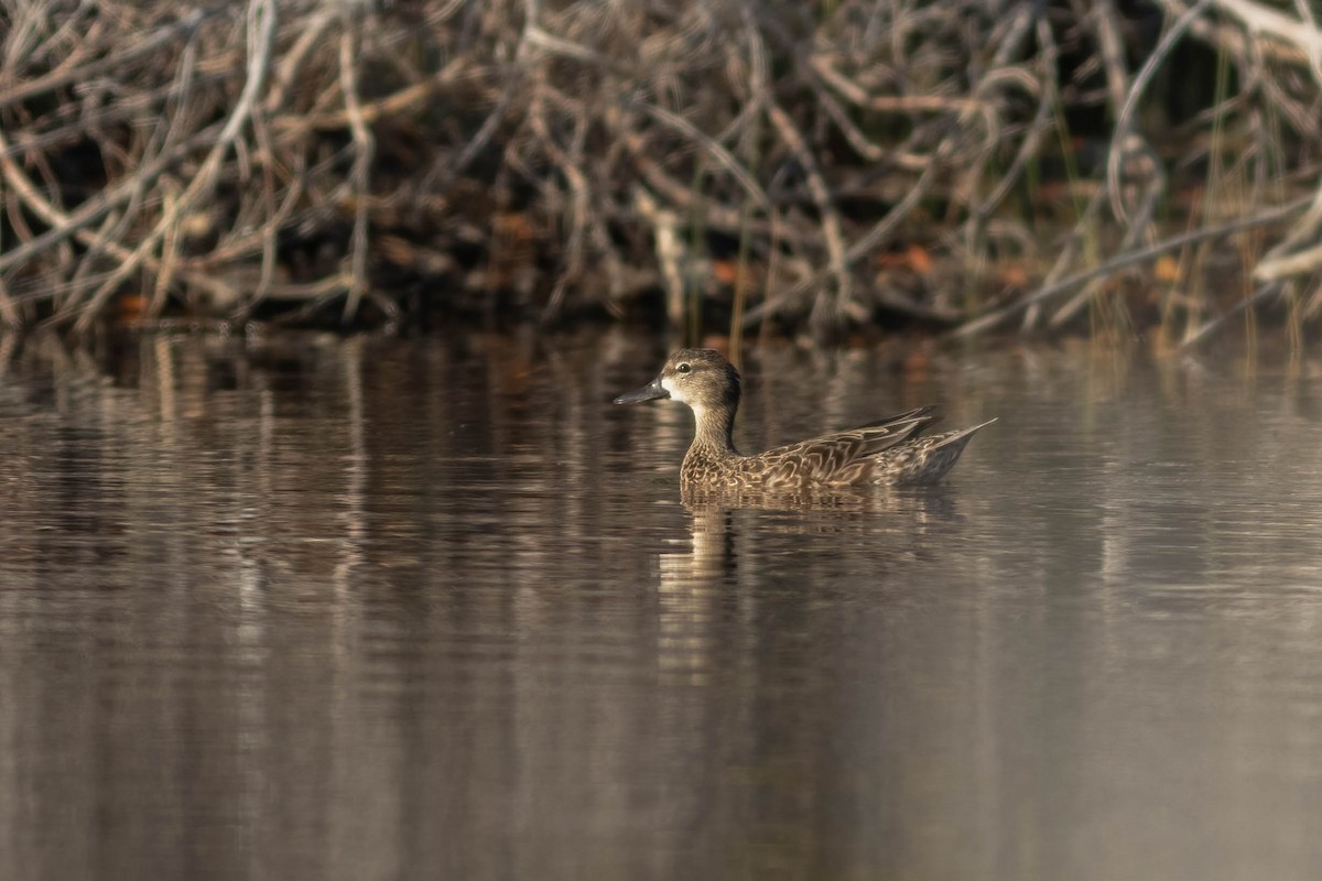Blue-winged Teal - ML288315611