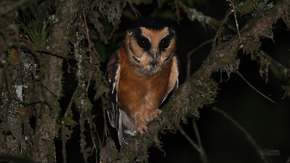 Buff-fronted Owl - ML288319231