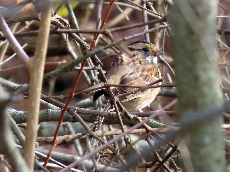 White-throated Sparrow - ML288327901