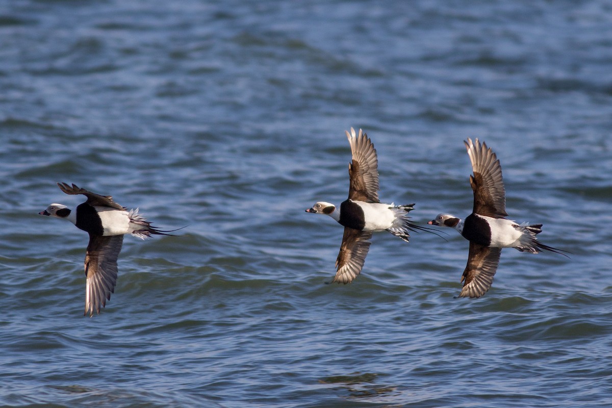 Long-tailed Duck - ML288343491