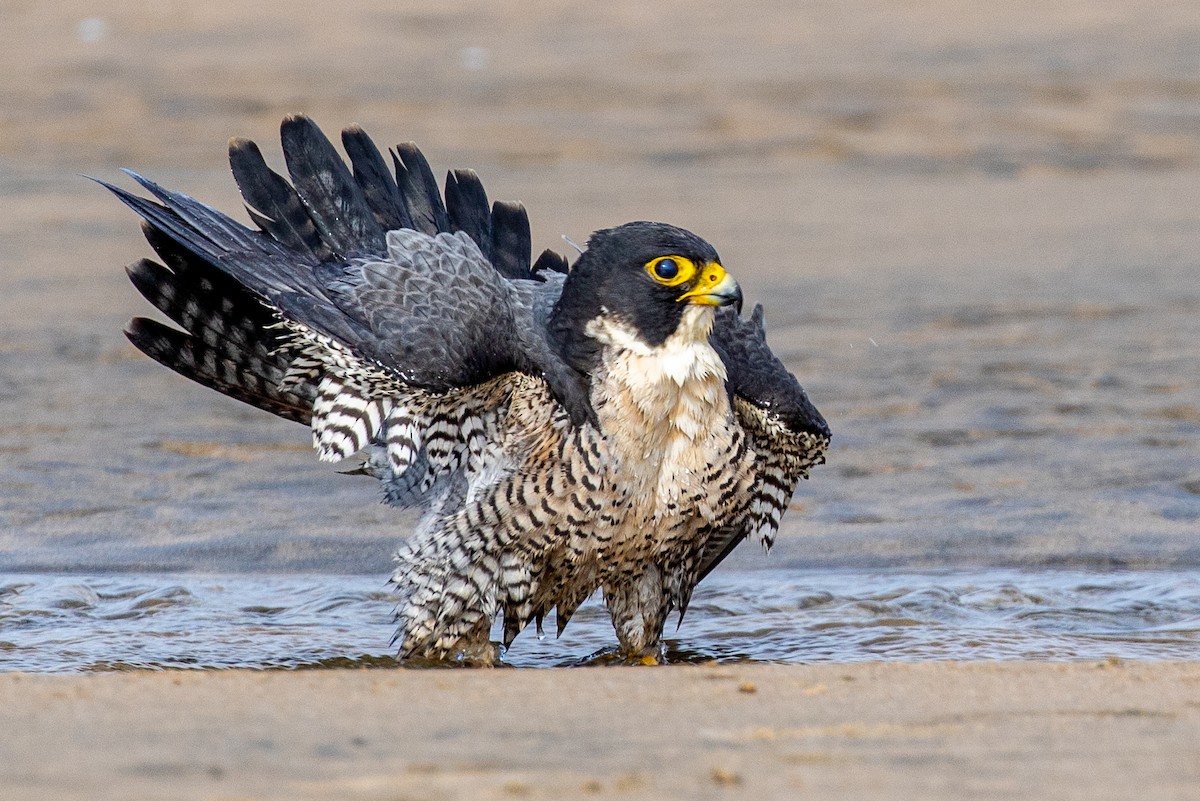Peregrine Falcon (North American) - ML288347721