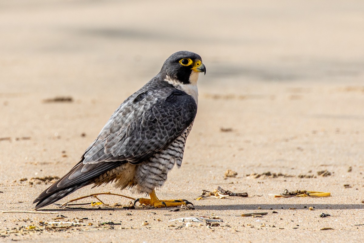 Peregrine Falcon (North American) - ML288347731