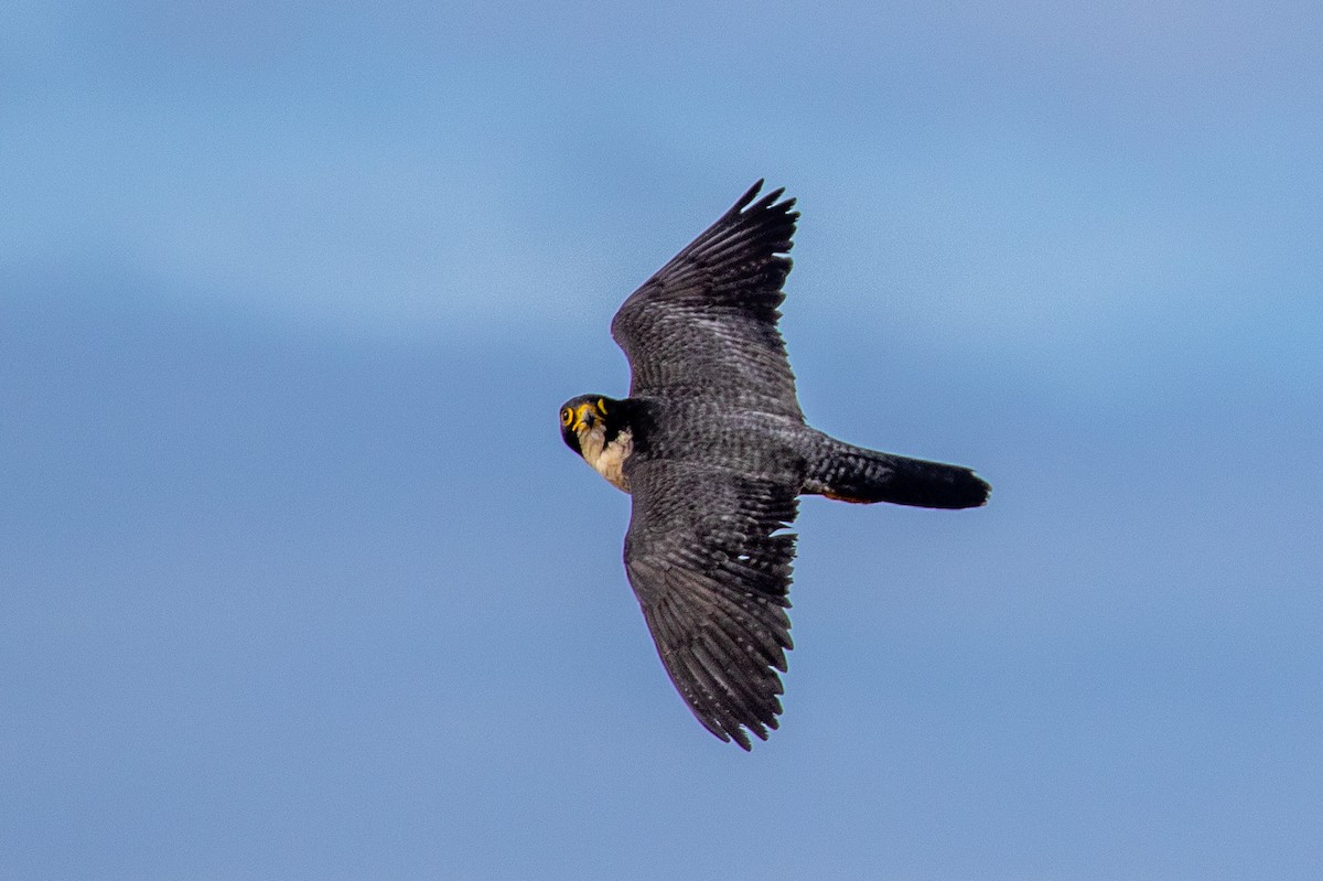 Peregrine Falcon (North American) - ML288347771