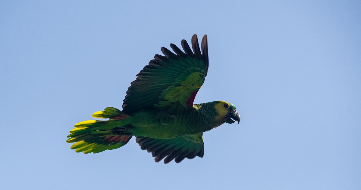 Turquoise-fronted Parrot - ML288348161
