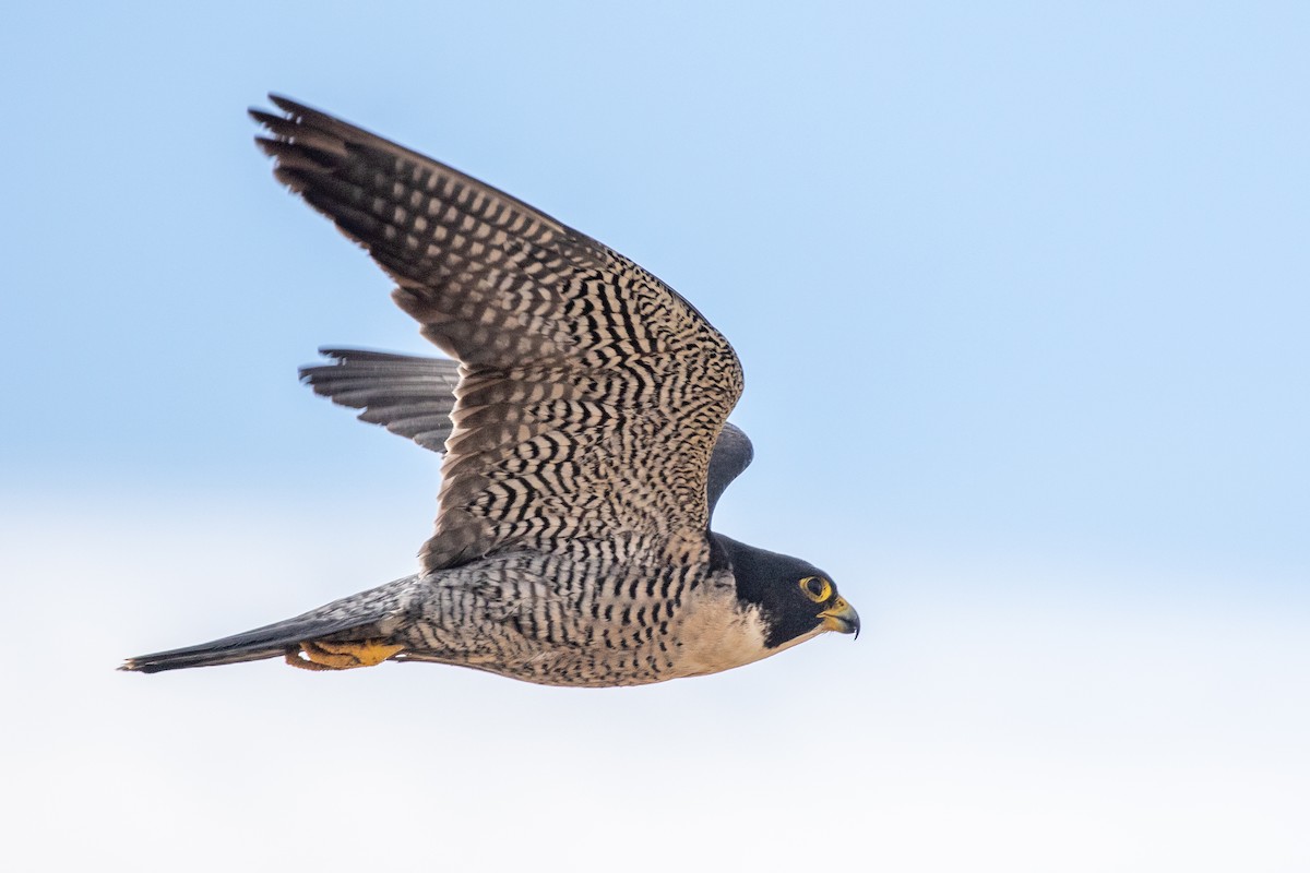 Peregrine Falcon (North American) - ML288349021