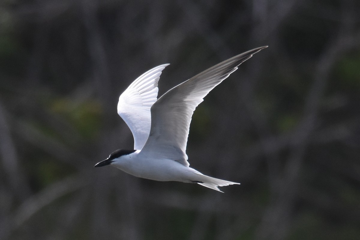 Gull-billed Tern - Andrew Dobson