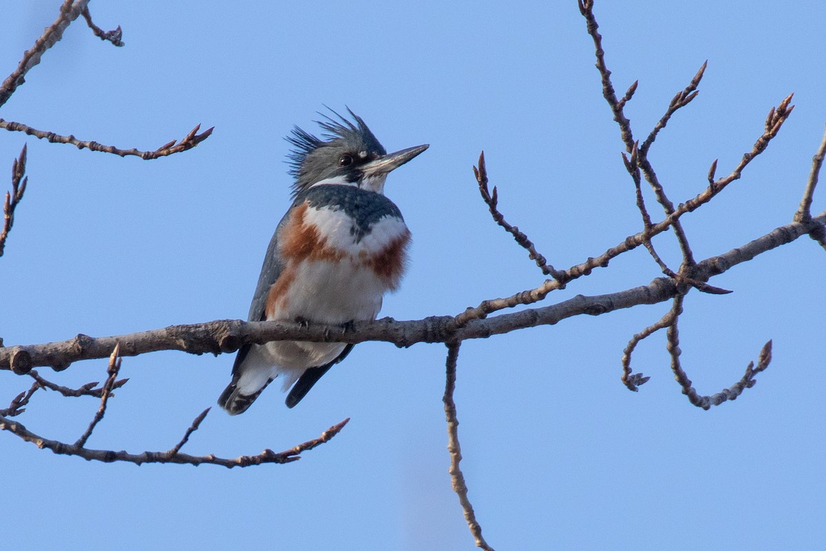 Belted Kingfisher - ML288354241