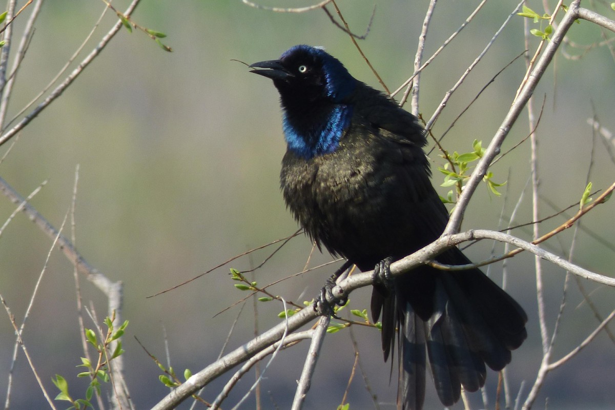 Common Grackle - Laurie Koepke
