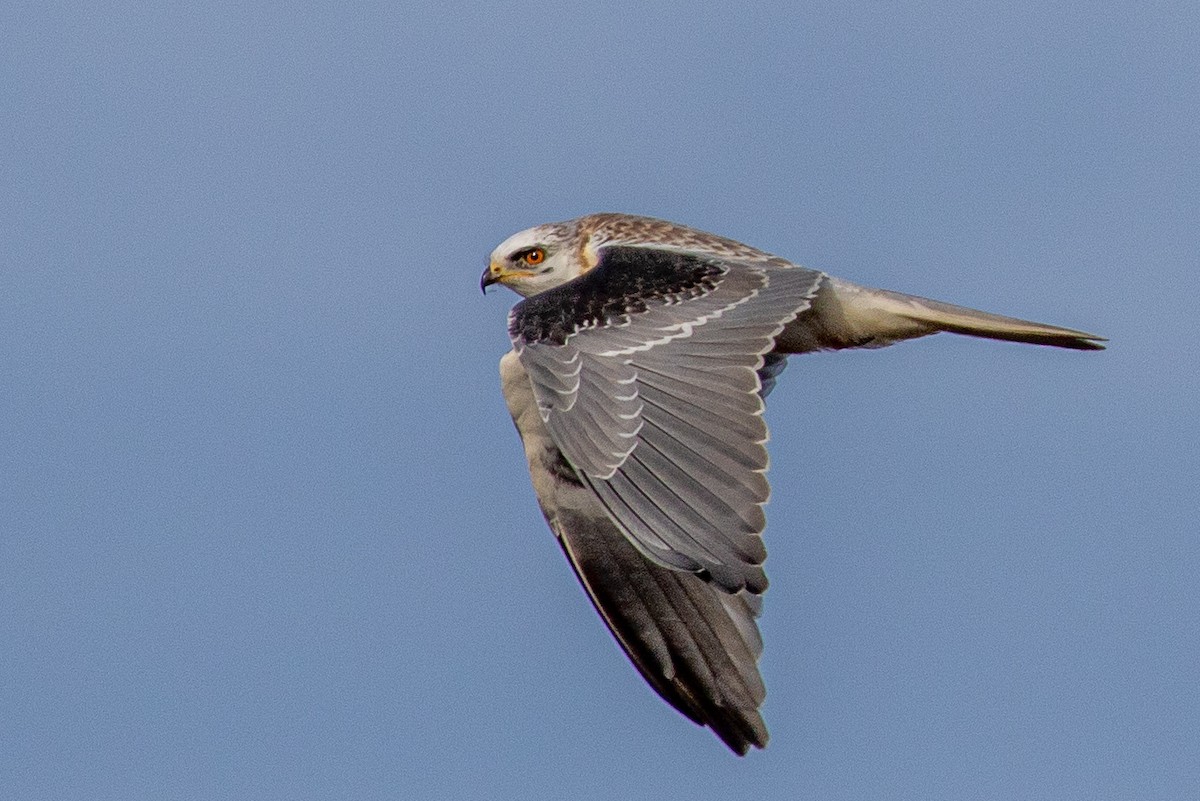 White-tailed Kite - ML288355201
