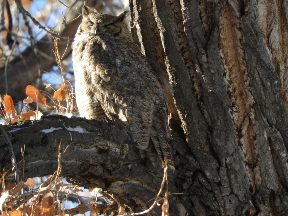Great Horned Owl - ML288362051
