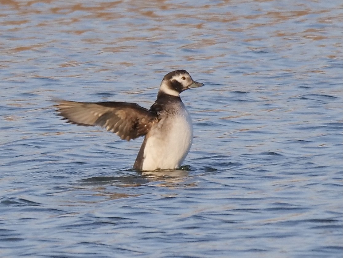Long-tailed Duck - ML288363741