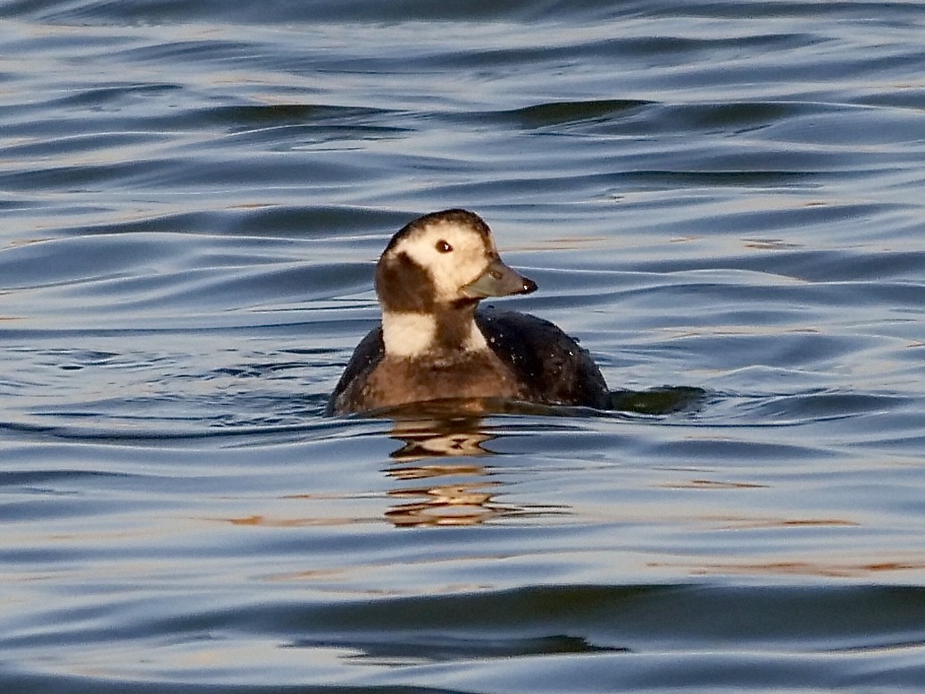 Long-tailed Duck - ML288363751