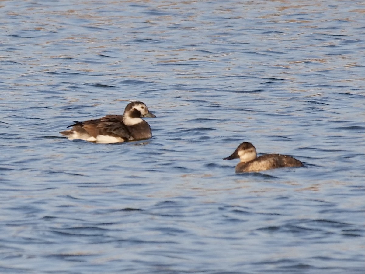Long-tailed Duck - ML288363771
