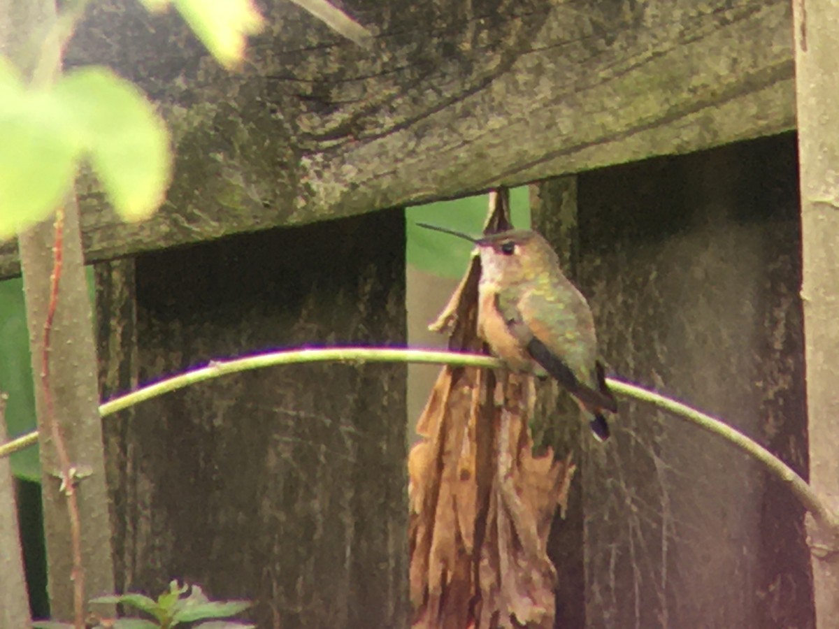 Rufous Hummingbird - ML288372411