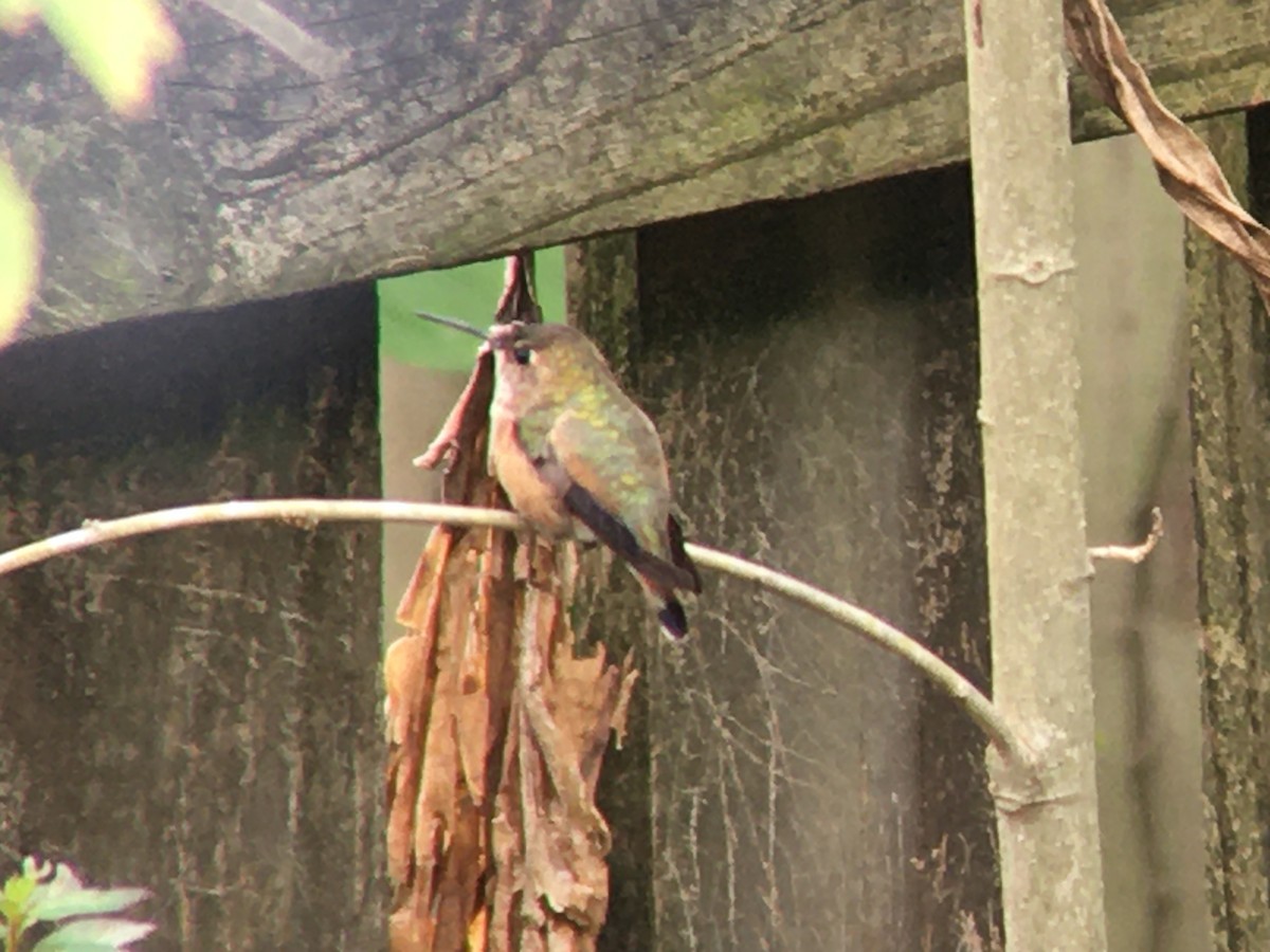 Rufous Hummingbird - ML288372581